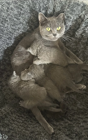 BKH kitten bereit zur abholung 
