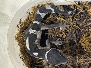 Leopartgecko Black Night pure und BN MS