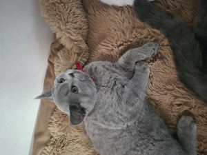 BKH reinrassing Katzenbabys suchen liebevolles Zuhause 