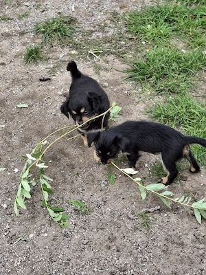 Chihuahua  Mix