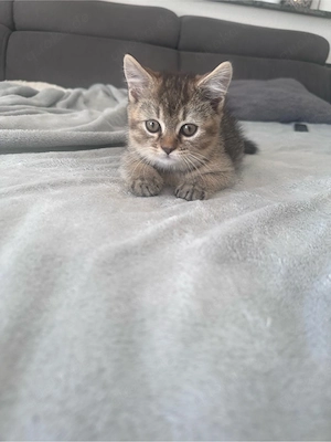     Ein kleines Katzenherz sucht seine Lieblingsmenschen