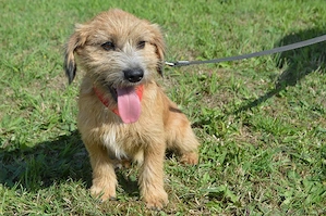 ASLAN, Rauhaardackel Terrier Mischling (kastriert) SGB 625,00   