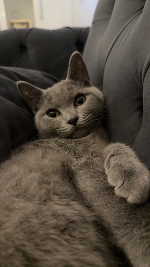 BKH Kater zu verkaufen 
