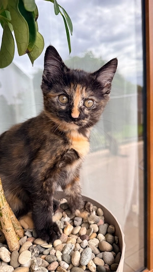 Freundliche Katze sucht ein neues liebevolles Zuhause