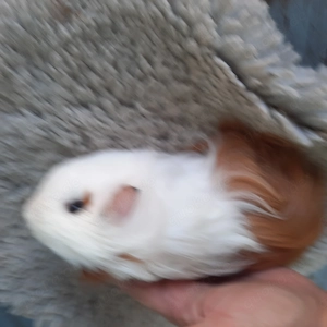 Meerschweinchen 