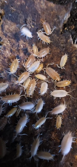 Kubanische Asseln, Porcellionides pruinosus 'orange' Zuchtansatz