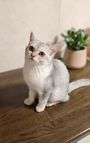 BKH Kitten 