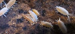 Kubanische Asseln, Porcellionides pruinosus 'orange' Zuchtansatz