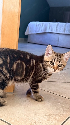 Süßes Katzenbaby sucht ein liebevolles Zuhause