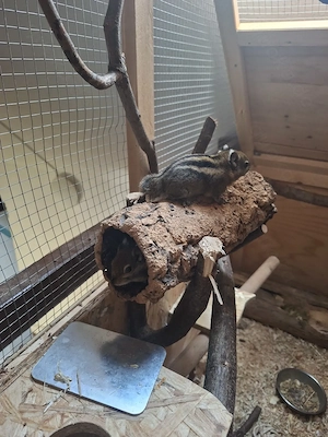 Streifenhörnchen 
