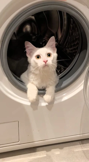  Verschmuster weißer Kater Wirbelwind sucht ein Zuhause 