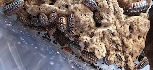 Clownasseln, Armadillidium klugii 'Montenegro', Zuchtansatz