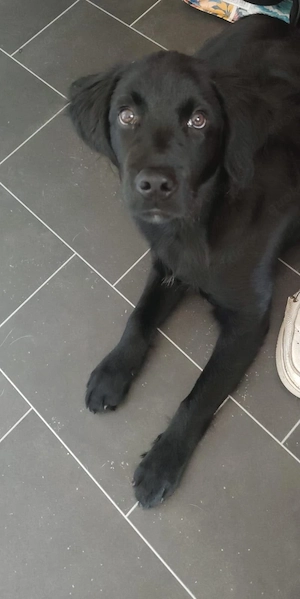 Münsterländer Mix Rüde , 20 Wochen