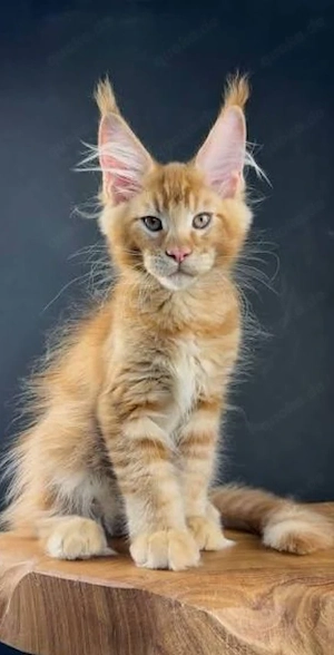 Orangefarbene Maine-Coon-Kätzchen
