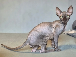 Reinrassiges Canadian Sphynx Kitten mit Tasthaaren !