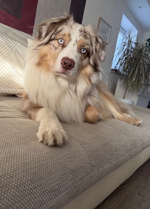 Australian Shepherd Rüde, Red-Merle, 2,5 Jahre alt sucht ein neues Zuhause