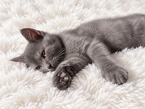 Wunderschöne britisch kurzhaar kitten 