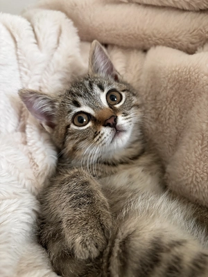 BKH-Mix Baby Katze Britisch Kurzhaar 