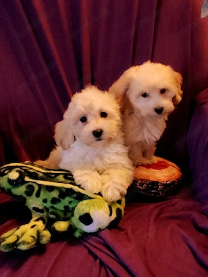 Bildschöne Maltipoo Welpen ABHOLBEREIT 