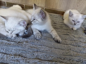 BKH. Abholung bereit! Golschadet und Silverschadet, Bluepoint.