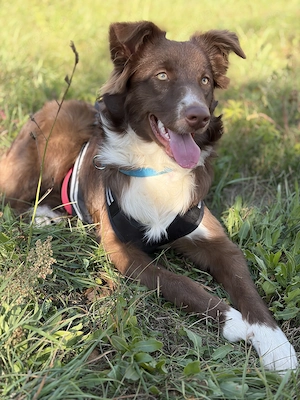Australian Shepherd Hündin, Red-Tri, 7 Monate alt, sucht ein neues Zuhause