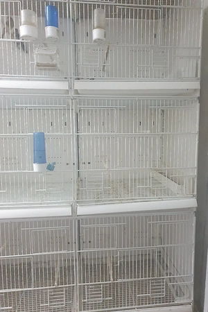 Vögel käfig für Stieglitz 