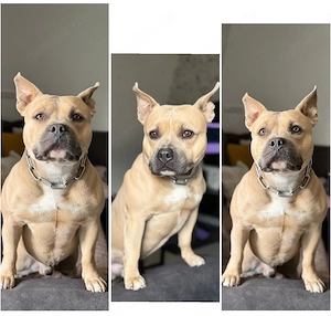 pocket bully rüde 2 jahre alt
