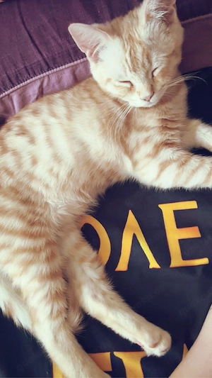 Niedliche Katze