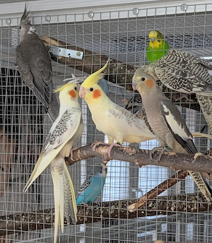 Nestjunge Nypensittiche aus Hobbyzucht abzugeben 