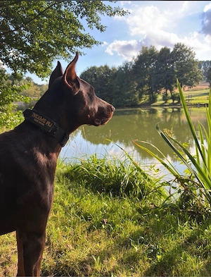Dobermann Rüde