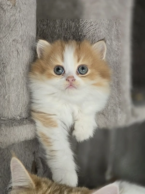 Britisch Langhaar Katze Abgabebereit 