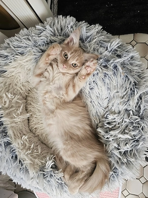  Maine-Coon-Mädchen sucht ihr Für-immer-Zuhause Unsere wunderschöne kleine Maine-Coon-Dame suc