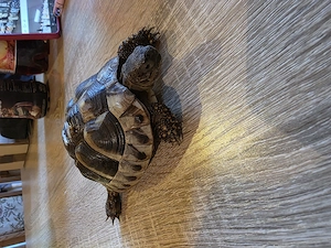  3 Griechische Landschildkröten suchen ein neues Zuhause 