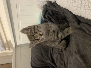 Baby Kätzchen 