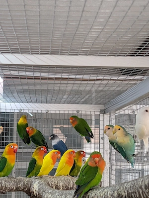 Agaporniden abzugeben ( Pfirsichköpfchen, Schwarzköpfen und Rosenköpfchen) 