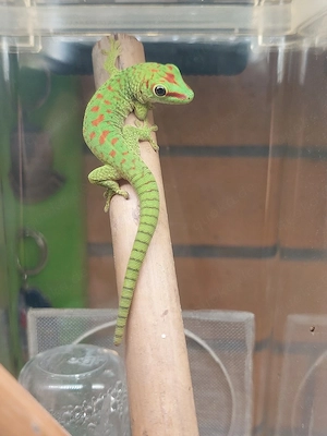 Jungtiere Phelsuma grandis - Großer Madagaskar-Taggecko 
