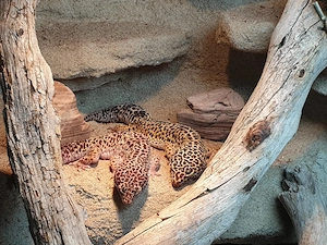 Drei Leopardgecko-Damen suchen ein neues Zuhause Terrarium und Unterschrank inklusive