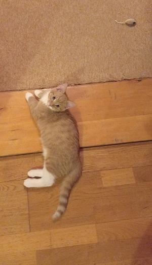 Zwei liebe Kitten Kater 
