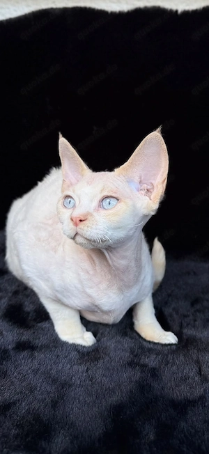 Devon Rex Kater(kastriert) mit Stammbaum 