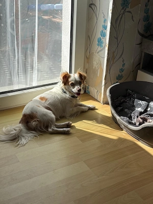 Nala sucht ihr Für-immer-Zuhause