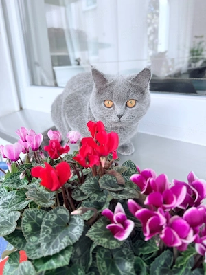 BKH Kitten (5 Monaten alt) mit Stammbaum 