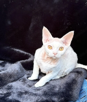 Devon Rex Kitten Abholbereit nur noch zwei Kitten 