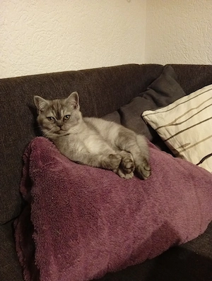 Britisch Langhaar Kitten suchen ihr zu Hause 