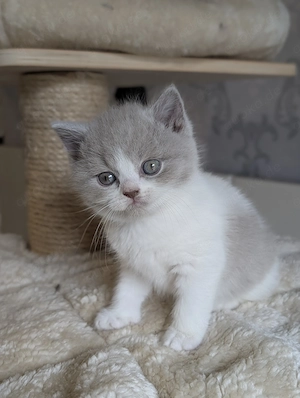 Super lieber BKH Junge in lilac white sucht noch sein Zuhause 