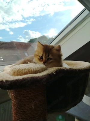 Unsere Bezaubernde BKH Kitten sind da