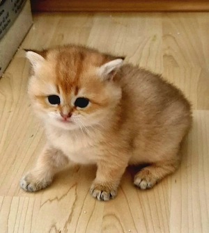 Bkh kitten Reinrassig mit Stammbaum 
