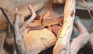 Drei Leopardgecko-Damen suchen ein neues Zuhause   Terrarium und Unterschrank inklusive