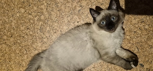 Kleiner Ragdoll-Kater sucht ein liebevolles Für-immer-Zuhause