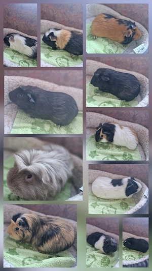Meerschweinchen