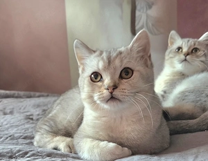 Noch 2 Reinrassige Britisch Kurzhaar (BKH) Kitten Tabby Geimpft und mit Gesundheitszeugnis